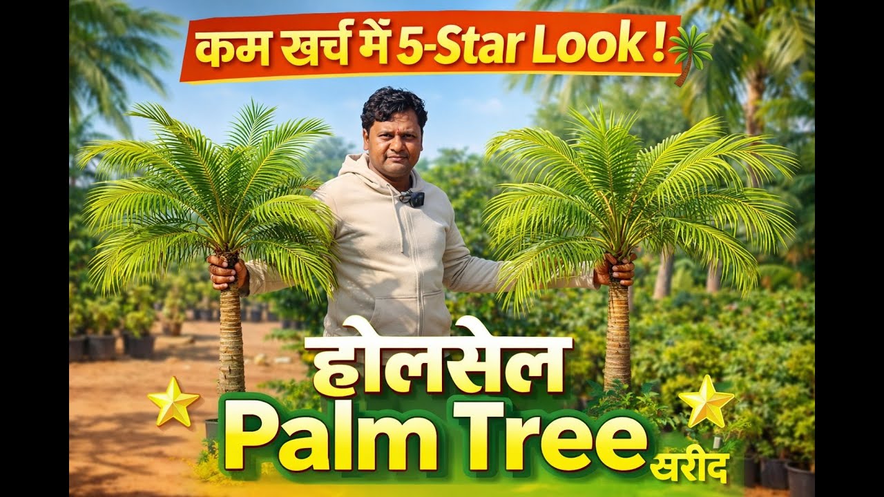 घर को 5-स्टार Hotel और Farmhouse जैसी फील देने वाली बेहतरीन Palm Tree Varieties – Wholesale रेट पर