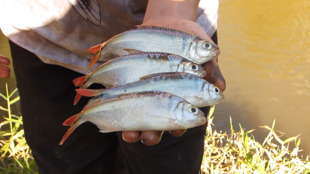 SÓ LAMBARI GIGANTE NAS ÁGUAS FRIA DO RIO MUZAMBO