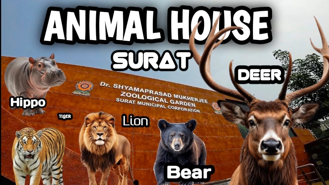 🐯🐻 ANIMAL HOUSE 