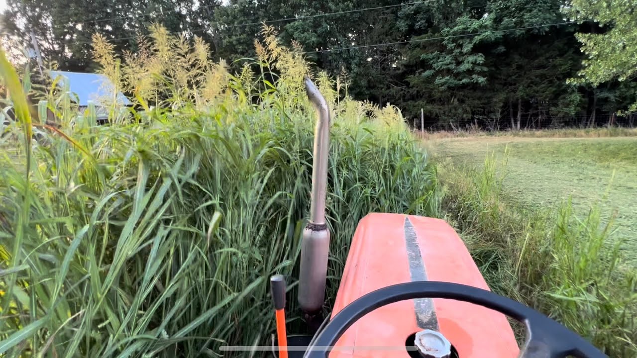 Kubota B7200 Mows 6 foot Tall Field!