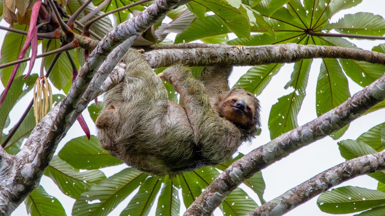 Braulio Carrillo National Park, Costa Rica
