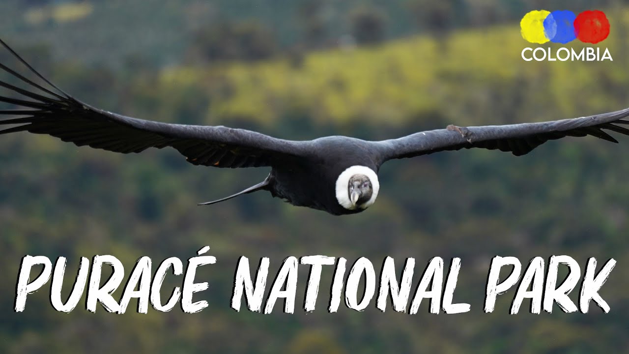 Puracé Park and Condor watching in Colombia