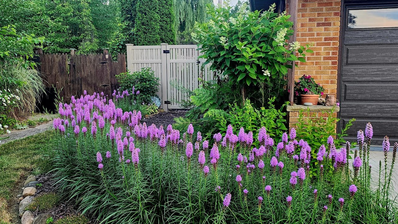 Mid July Garden Tour & Walkabout - Liatris Hedge in Bloom! 🌸🌸🌸 Drone Footage at the End!