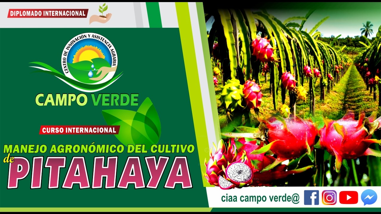 ✅MANEJO AGRONOMICO EN EL CULTIVO DE PITAHAYA