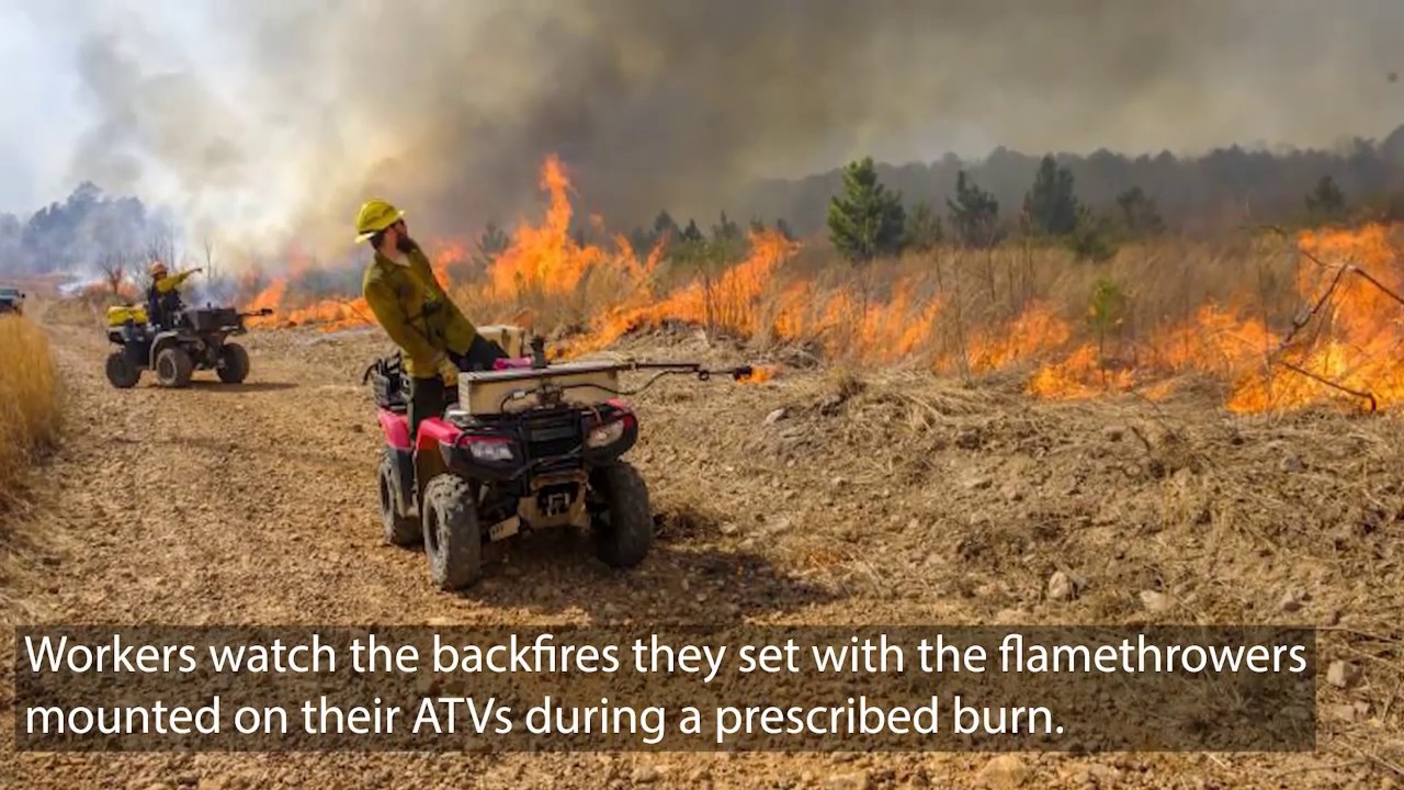 Prescribed Burn: How The South Fights Fire With Fire | GPB News