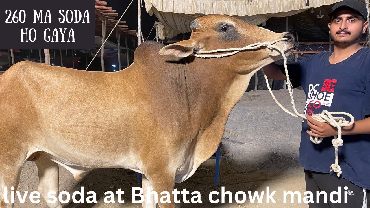 Bhatta Chowk Mandi | Dost ki Qurbani ka bail la liya | 2 lac 60 hazr ma bht muskl sa deal done |2024