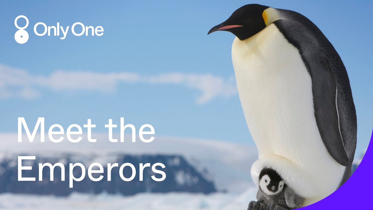 The Biggest Threat to Emperor Penguins | Only One