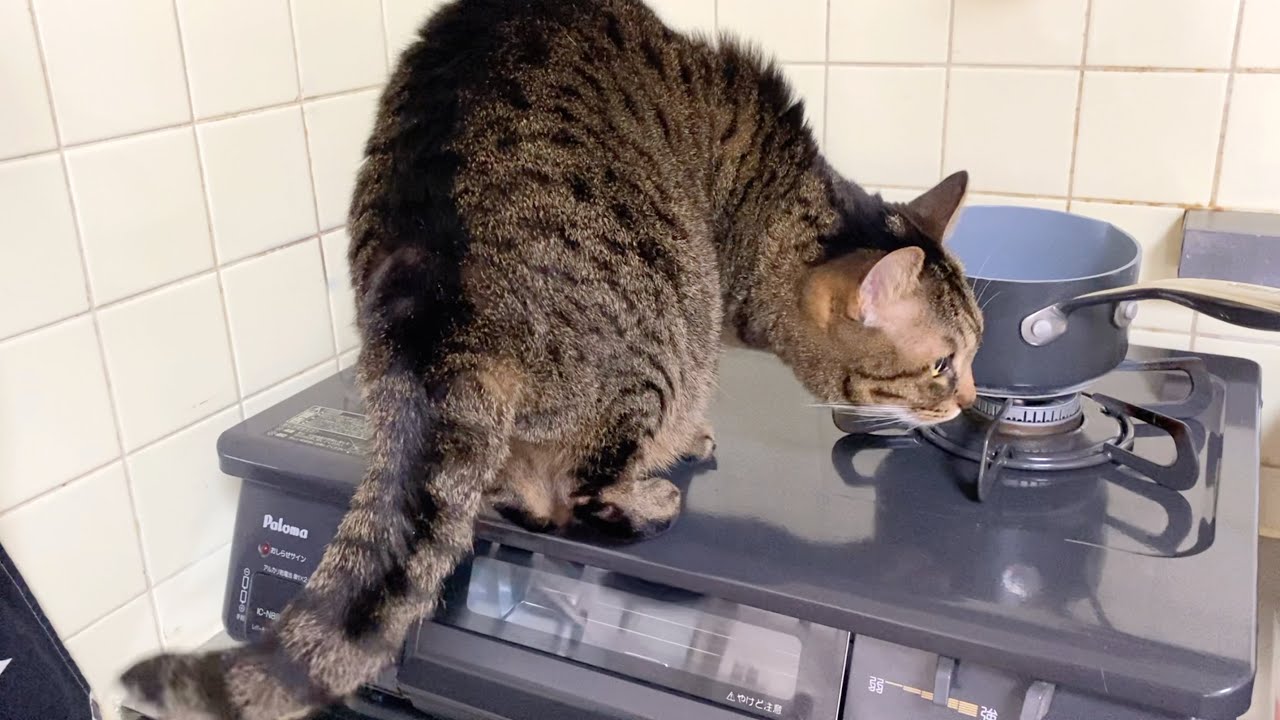 ガスコンロに登る猫を怒ったら唸り声をあげて逆ギレしてきた...