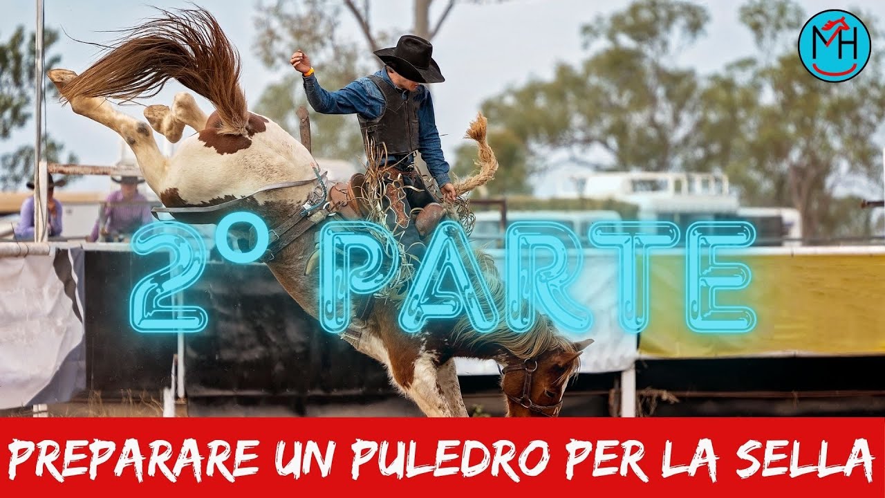 Preparare un puledro per la sella  Parte 2