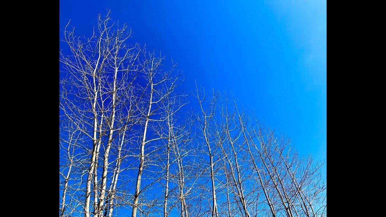 Open Sky Bassoon by Nadina Mackie