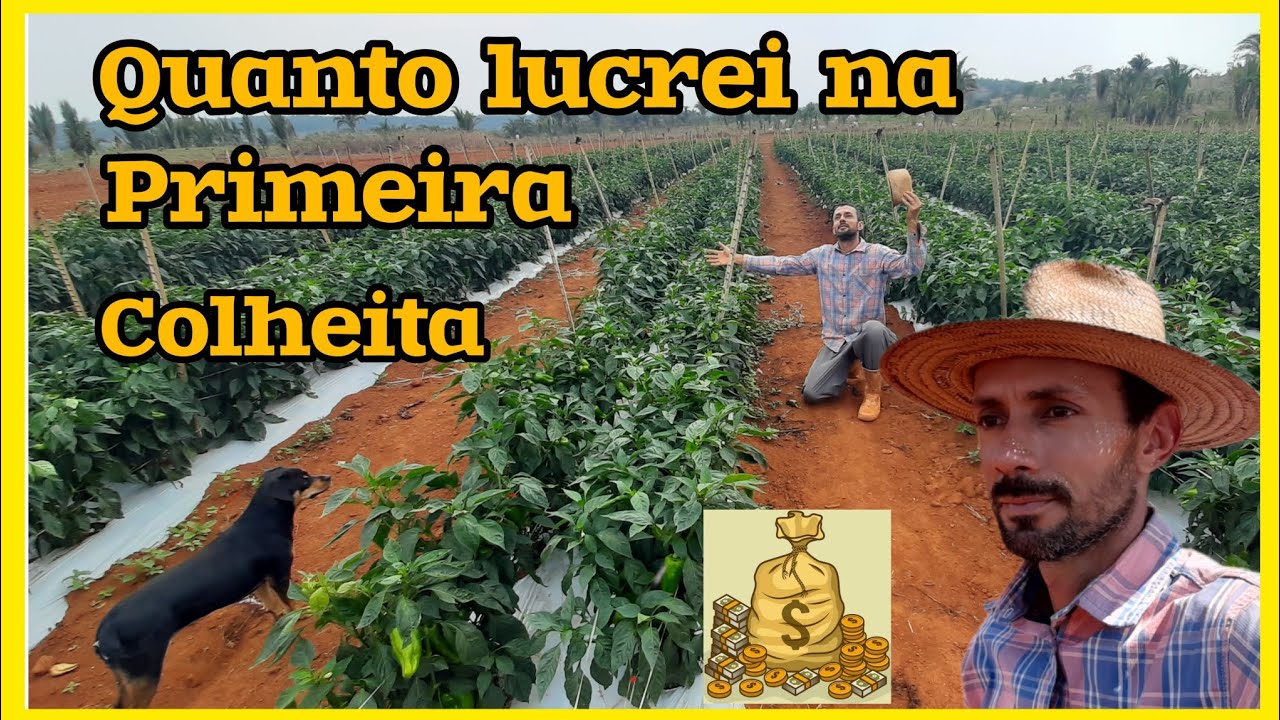 🫑🙏👨‍🌾Quanto deu de lucro na primeira colheita//Adubação pós colheita formação de frutos pimentão 🫑.