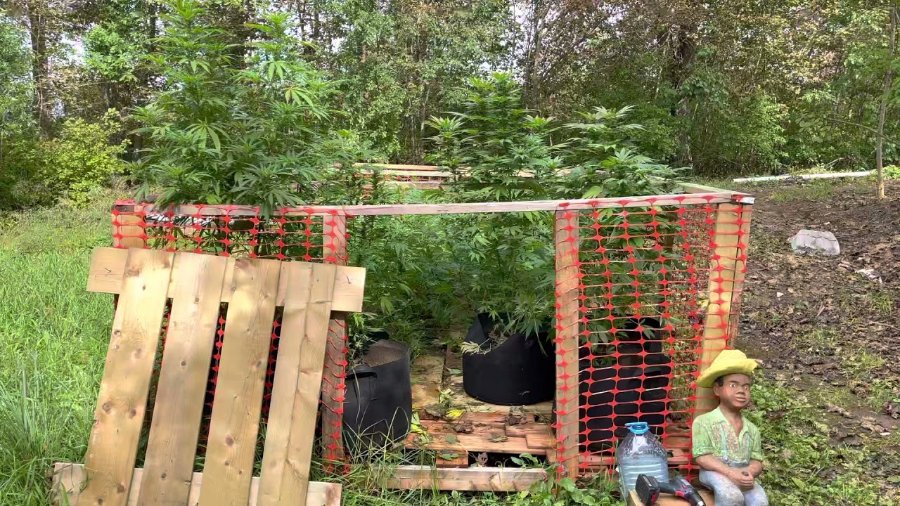 Cannabis Clone Garden 4K, Recycled & Reused lumber, Gaia Green Nutrients, CBD & THC! East Coast, NS