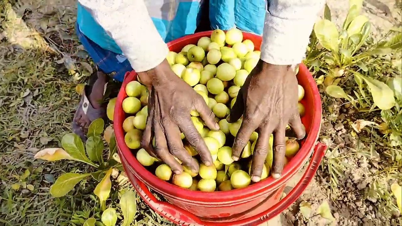 দাদপুরের বরই বাগান,Dadpur’s Jujube Garden।মেহেন্দিগঞ্জ বরিশাল। 