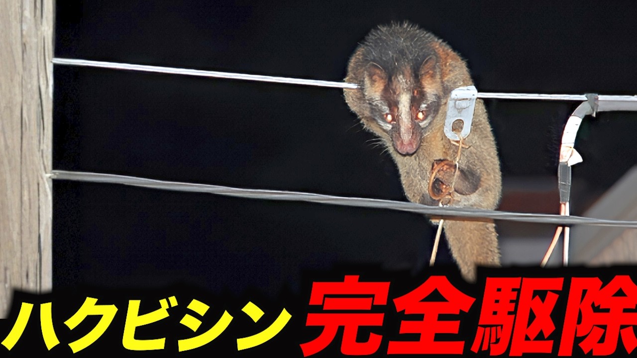 【最強のワナ】ハクビシン・被害への完全対策、コスパ最強の罠