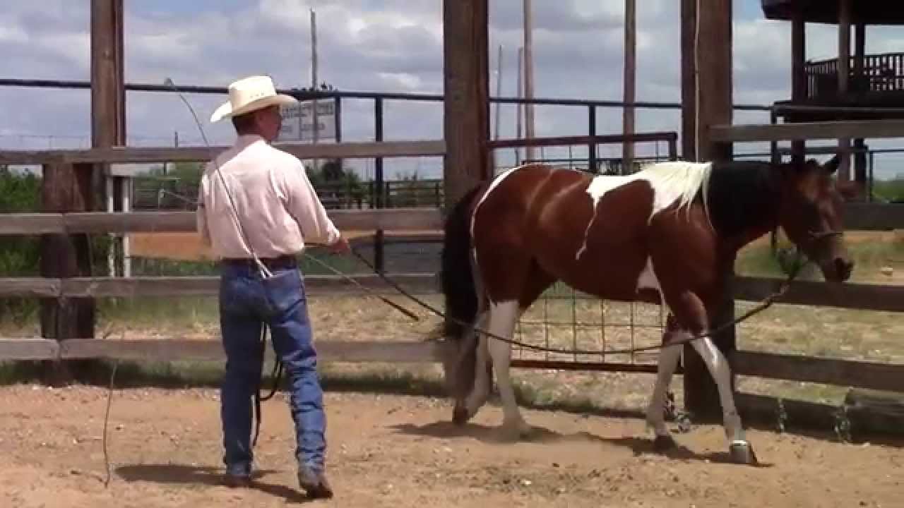 Teaching a horse to lunge