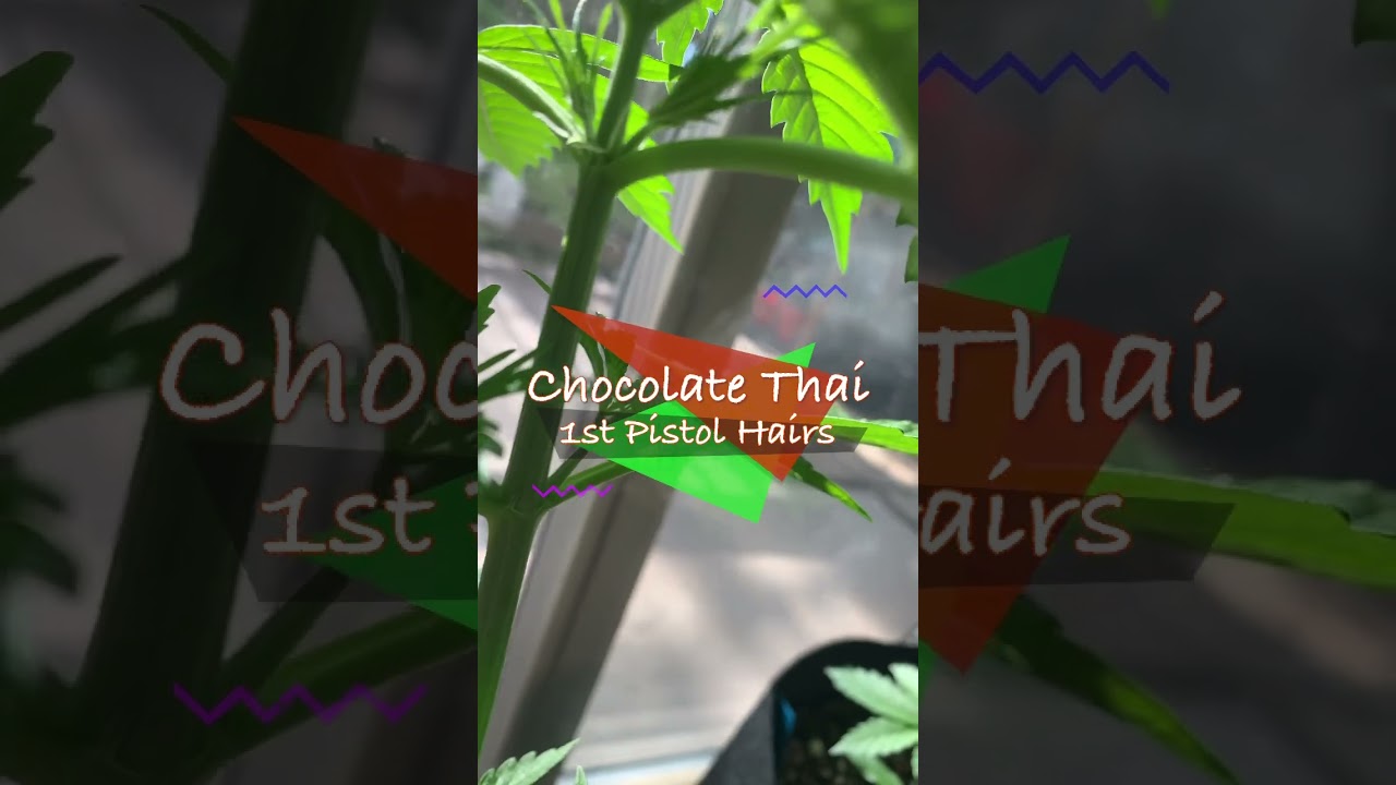 Week 5 Auto Flowers Update: 1st Pistol Hairs #cannabiscultivation