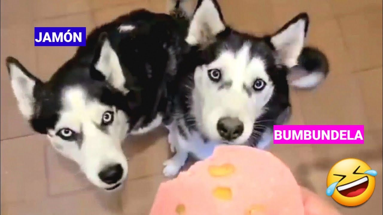 El Único Perro 🐕 del Mundo 🌎 que Habla Bombonés 🤣 ¡Te Vas  REÍR! 😁
