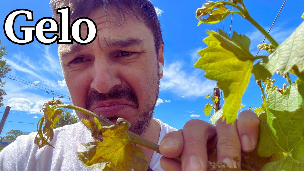 Danno da gelata in vigna