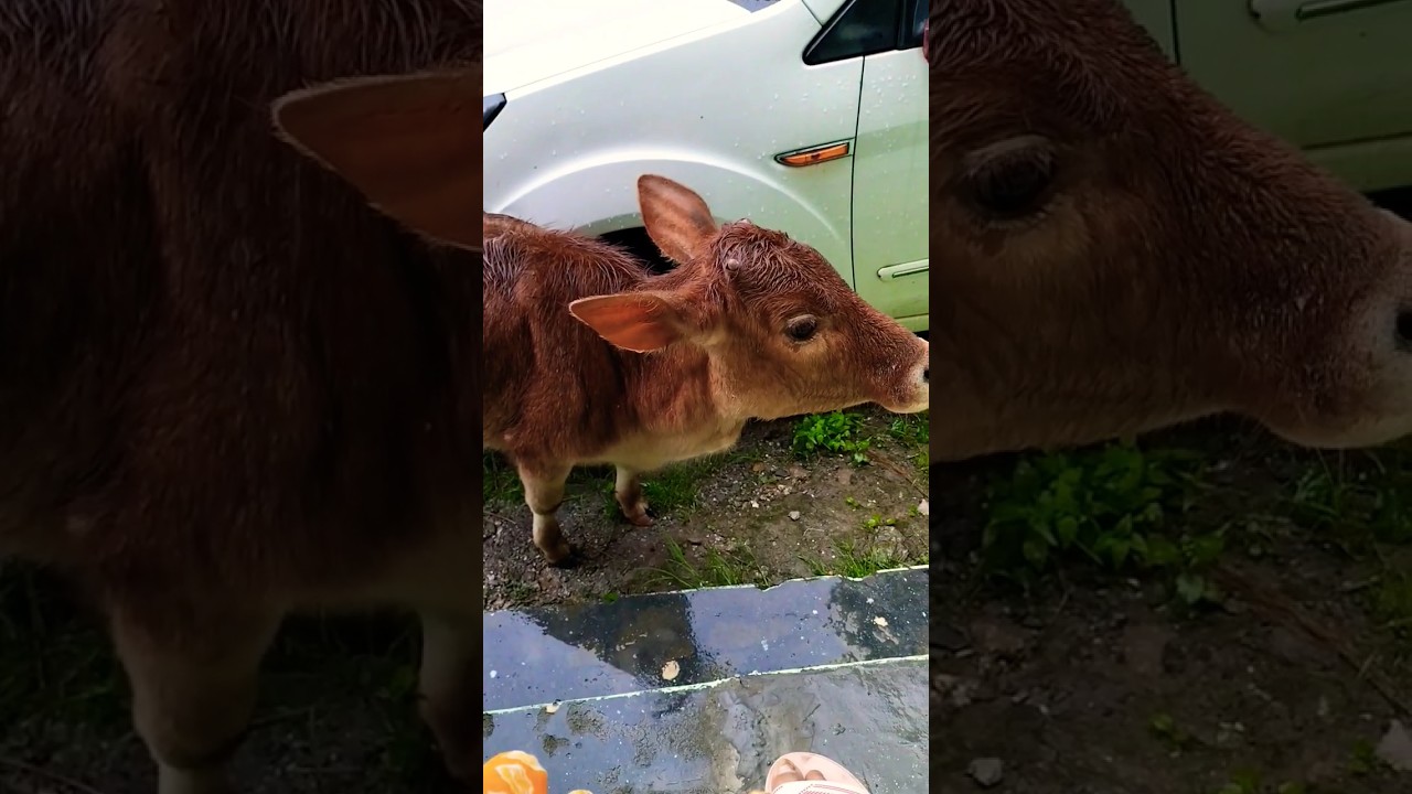 so #chut #baby #cow 🐄🐮🐮##trending #youtubeshorts #