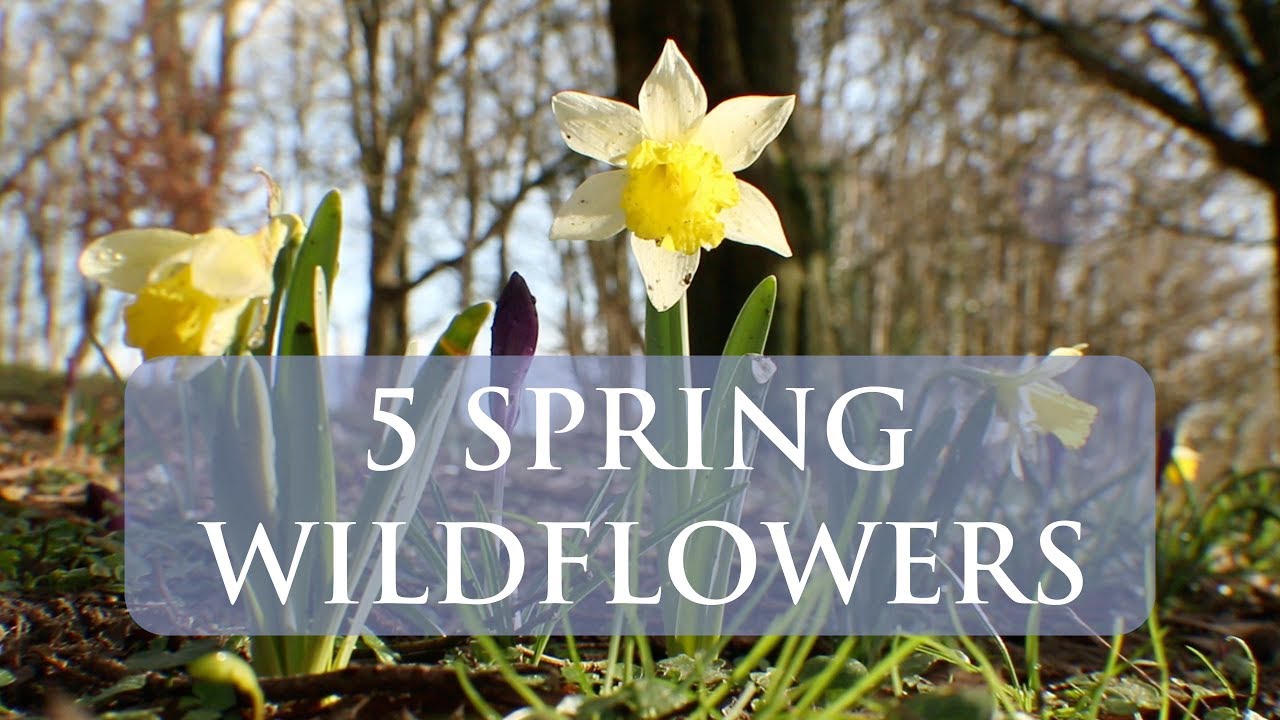 How To ID Spring Wildflowers in the UK