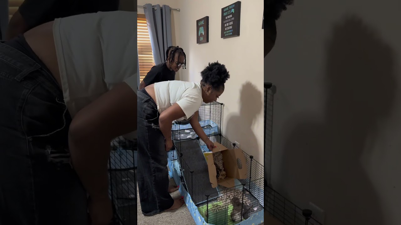 Setting up CJs guinea pig cage 🐰🐹 #thatmanandthemkids #dayinmylife #momlife #firstpet #guineapig