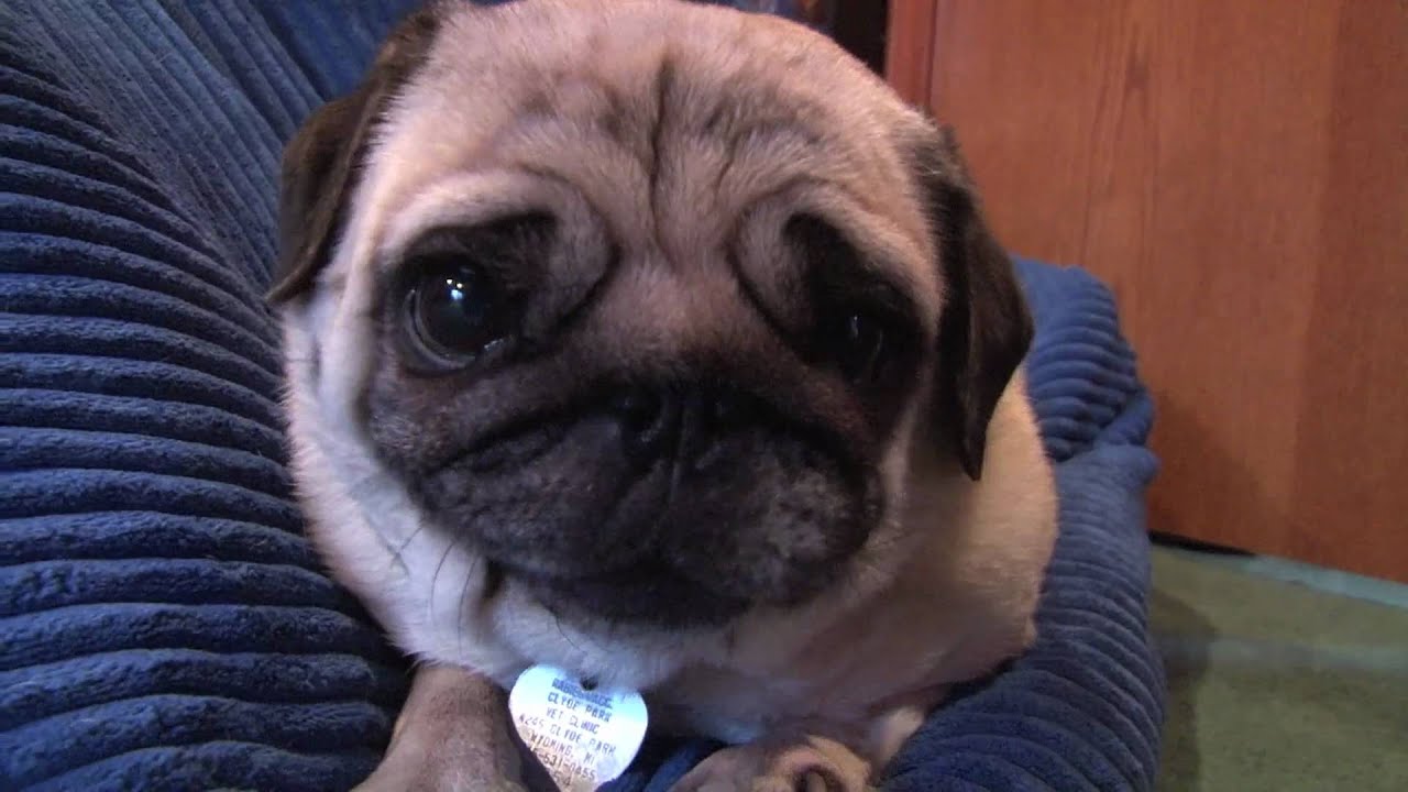Cutest Pug Video!!!