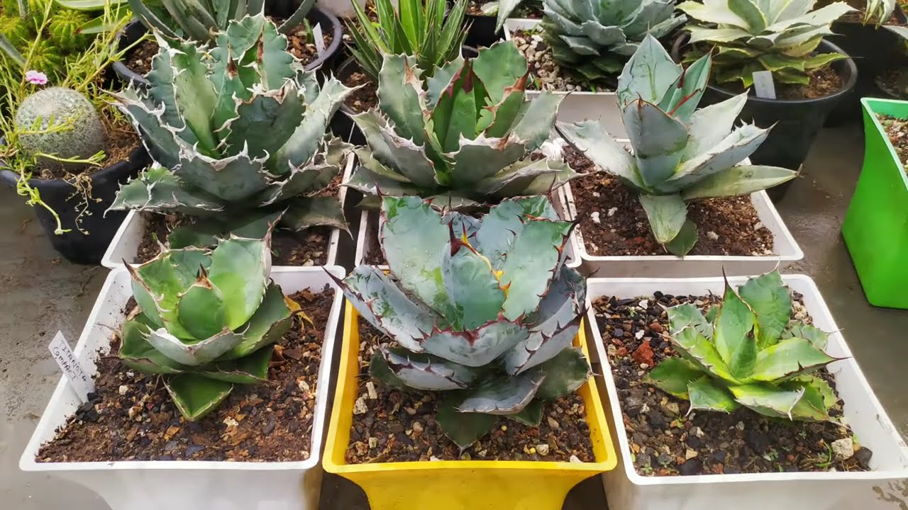 Some of the most beautiful agave varieties