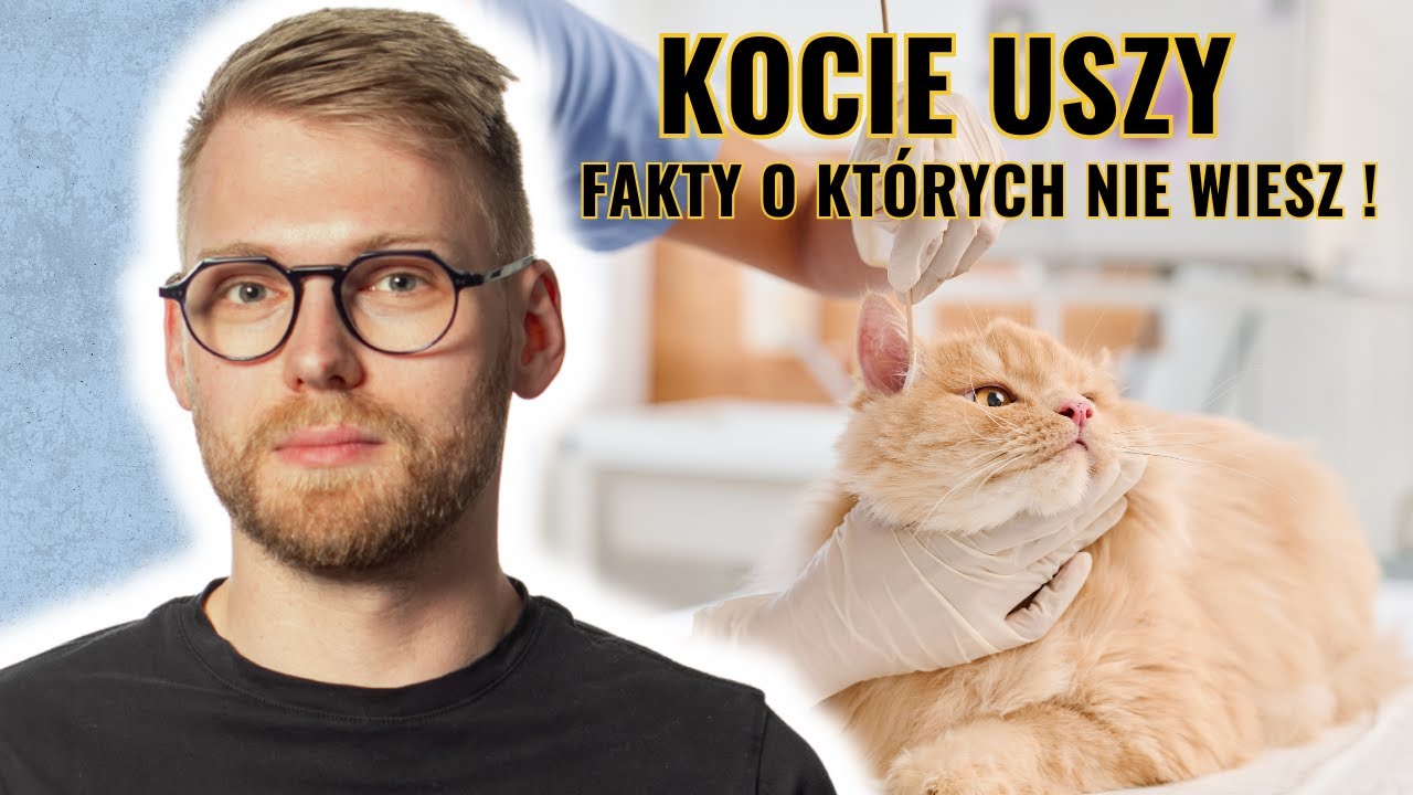 Kocie uszy – jak działają i co może im zagrażać?