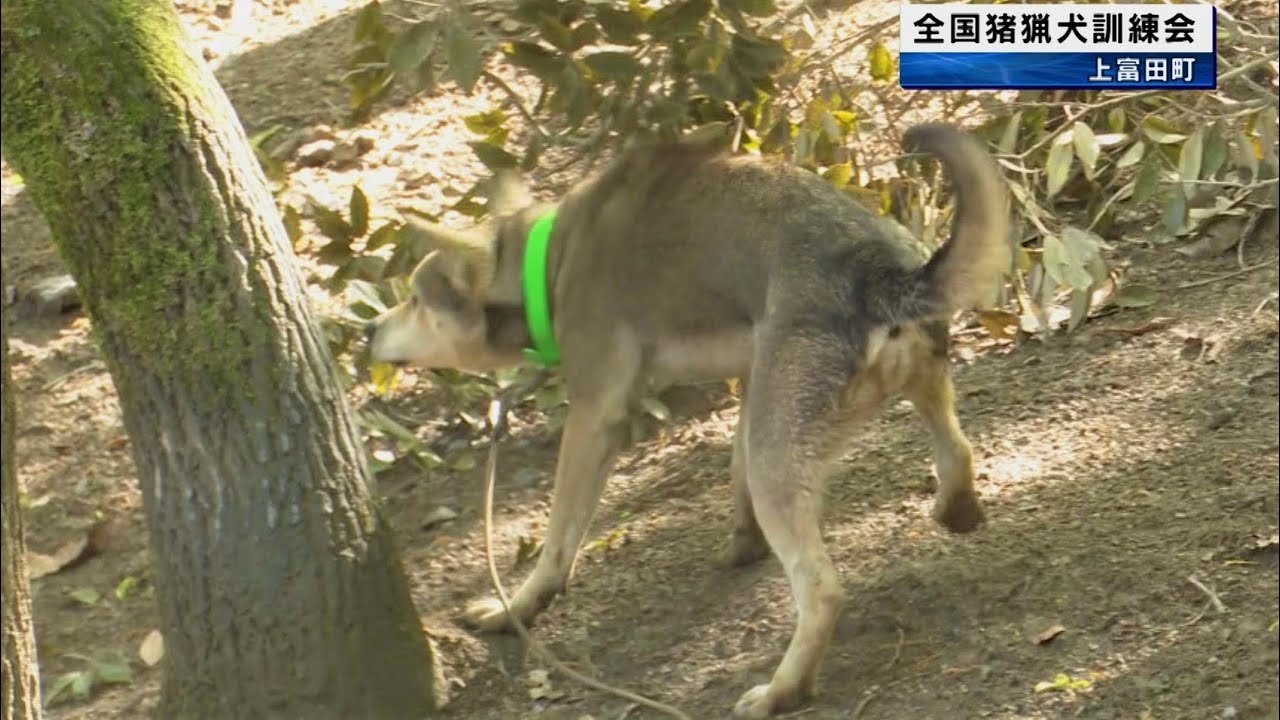 イノシシ猟で使う猟犬の育成を目的とした「全国猪猟犬訓練大会」　和歌山県上富田町