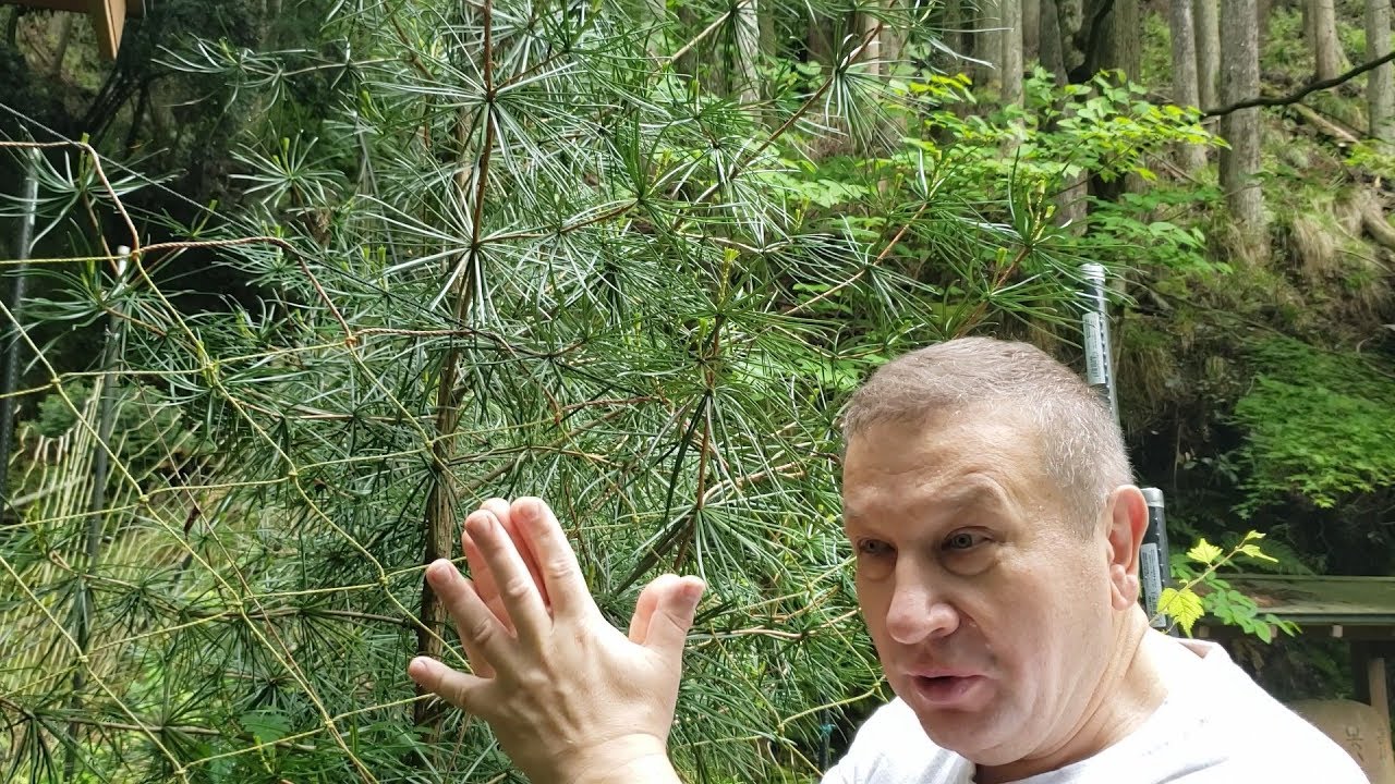 How does Japanese umbrella pine grow