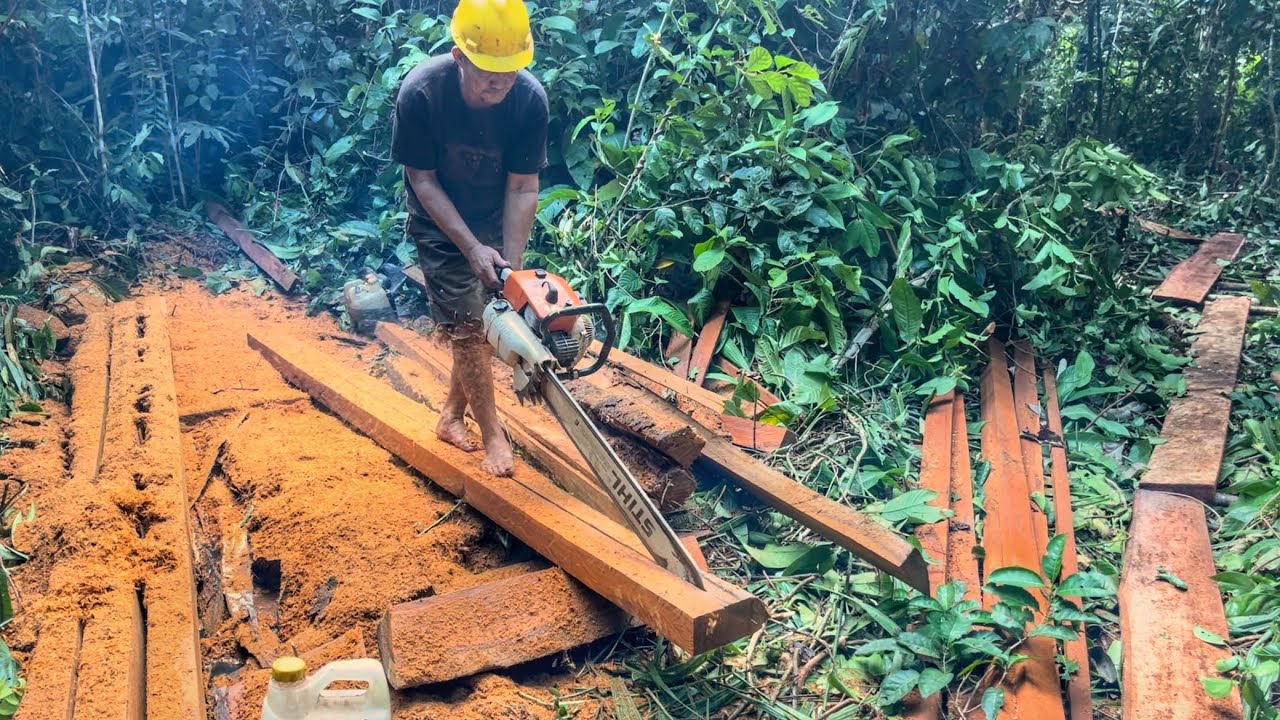 SAYA MENDAPATKAN KAYU MERBAU YANG TELAH LAMA TUMBANG DAN AKAN DIOLAH MENJADI BALOK