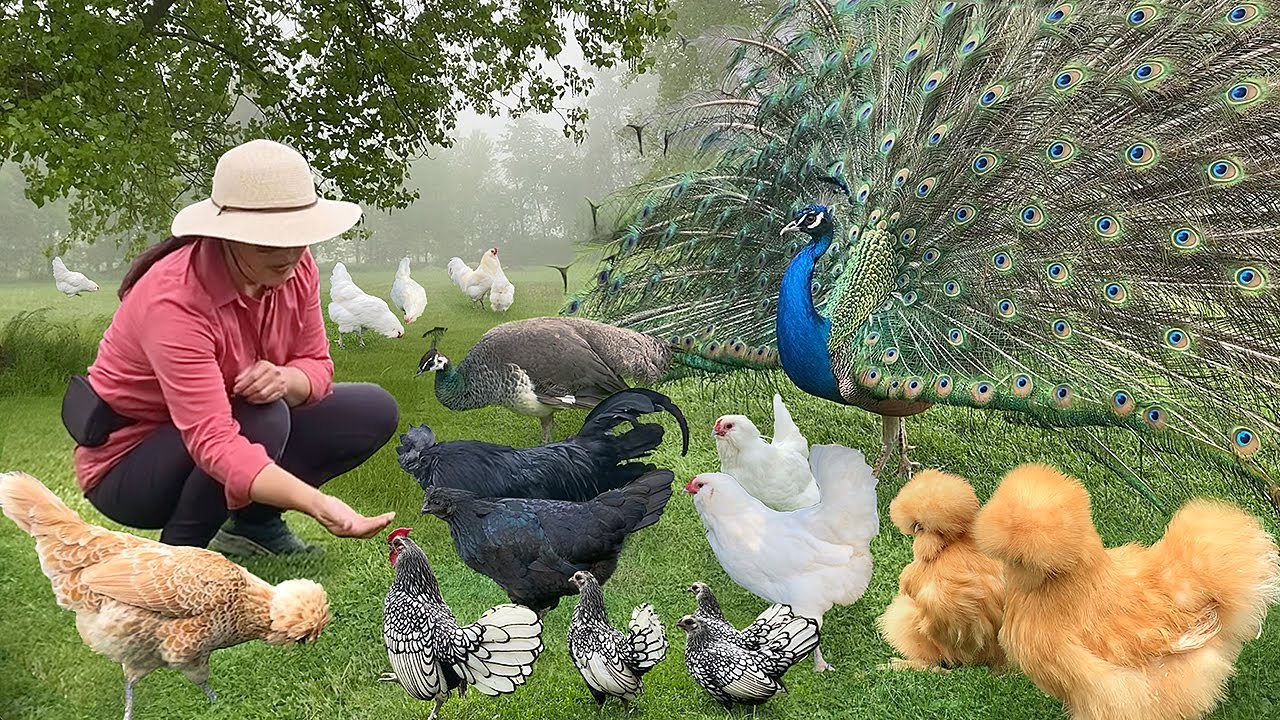 Finding Joy in the Ordinary 🌿 With Organic Gardens, Cherished Pets & Meals from the Harvest