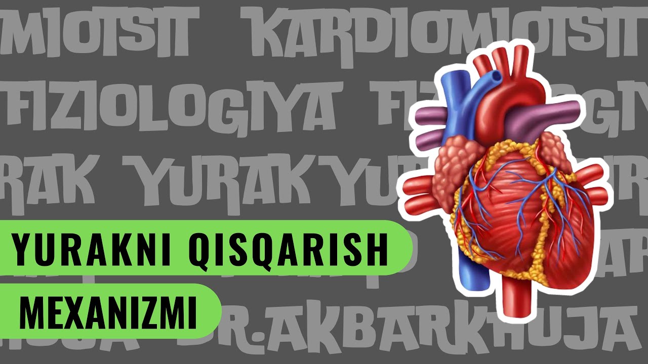 YURAKNI QISQARISH MEXANIZMI (KHAN ACADEMY UZBEK)