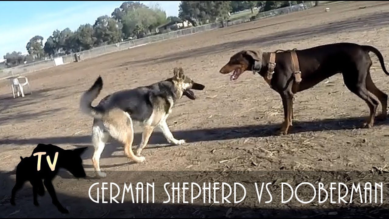 Doberman Protects Pitbull from German Shepherd | Dog Park Vlogs