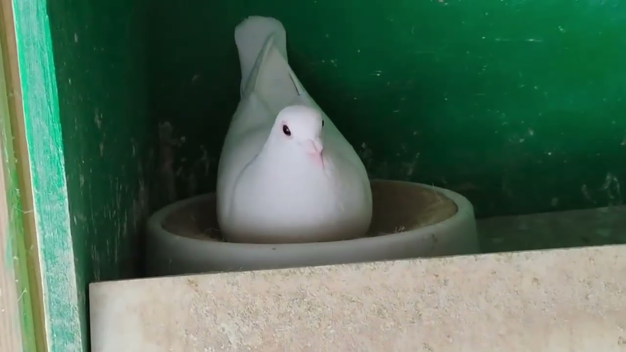 El Moro Pigeon Show. 