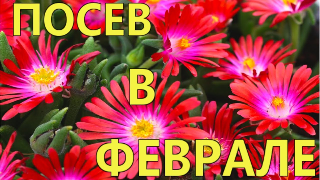 ПОСЕЙТЕ эти ЦВЕТЫ и РАСТЕНИЯ в ФЕВРАЛЕ!/ КОНКУРС!/ Елена Мир Семян и Цветов