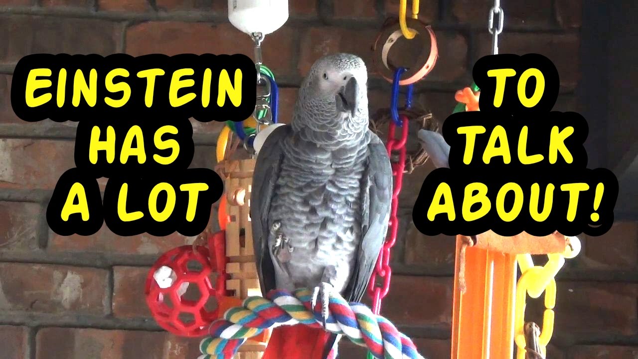 Einstein the Talking Texan Parrot has a lot to talk about!