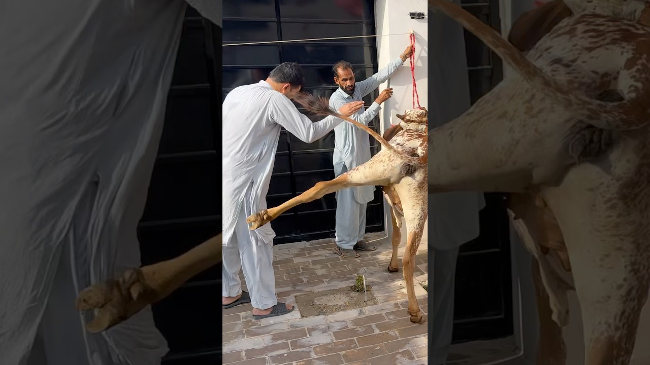 Nice Kick #shorts #foryou #viralshorts #qurbani #eiduladha #funny #cow #kick #ytshorts #tiktok #fyp