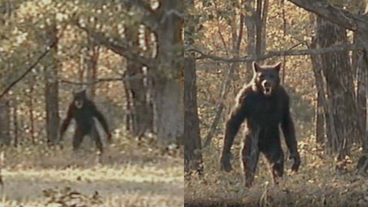 County Commissioner Admits Board Voted to Deny DOGMAN Exists to Protect Countys Cabin Rental Revenue