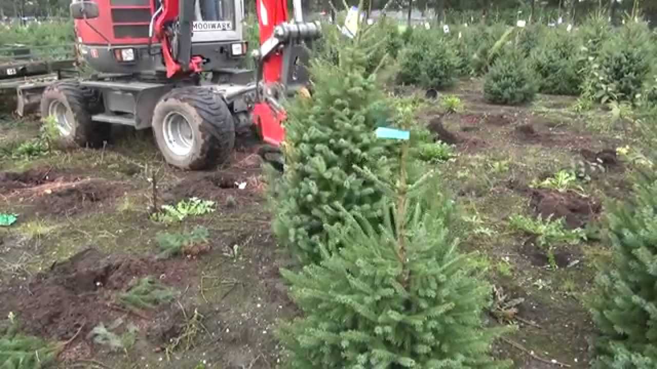 kerstbomen  rooien , met een NEUSON 6503 kraan en DAMCON ondersnijder