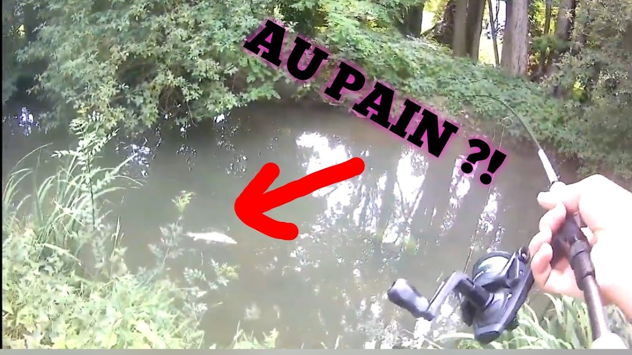 Je Pêche un gros barbeau dans une petite rivière ... au pain ?