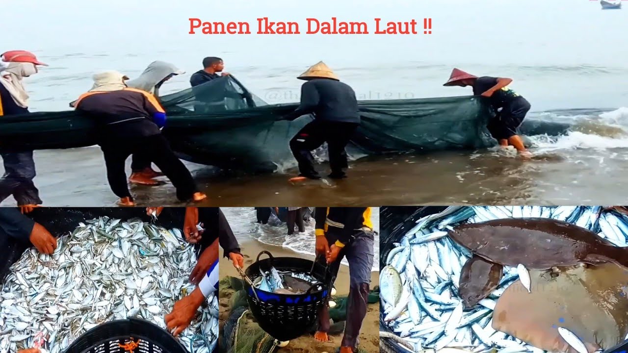 Perjuangan Tarik Jaring Pukat Darat Pesisir Pantai Utara Aceh, Dapat Ikan Berlimpah Ruah Panen Raya