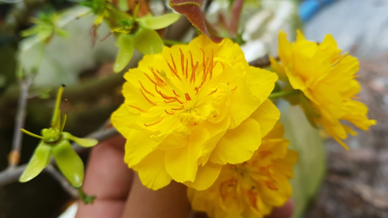 Mai Cúc Thọ Hương 2 Mùa 🥰 09/11/19 🥰 0938 47 33 22