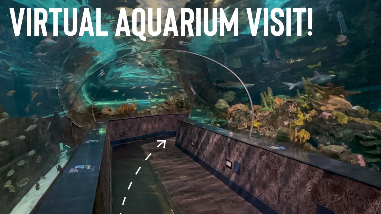 Walking Through Ripley’s Aquarium of the Smokies – Sharks, Jellyfish, and Interactive Marine Life