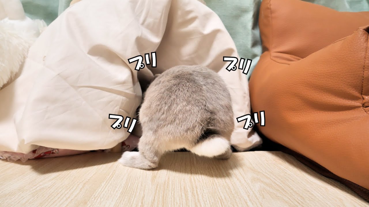 寝床からおしりだけ出して長いことぷりぷりやってるうさぎさんが謎過ぎた