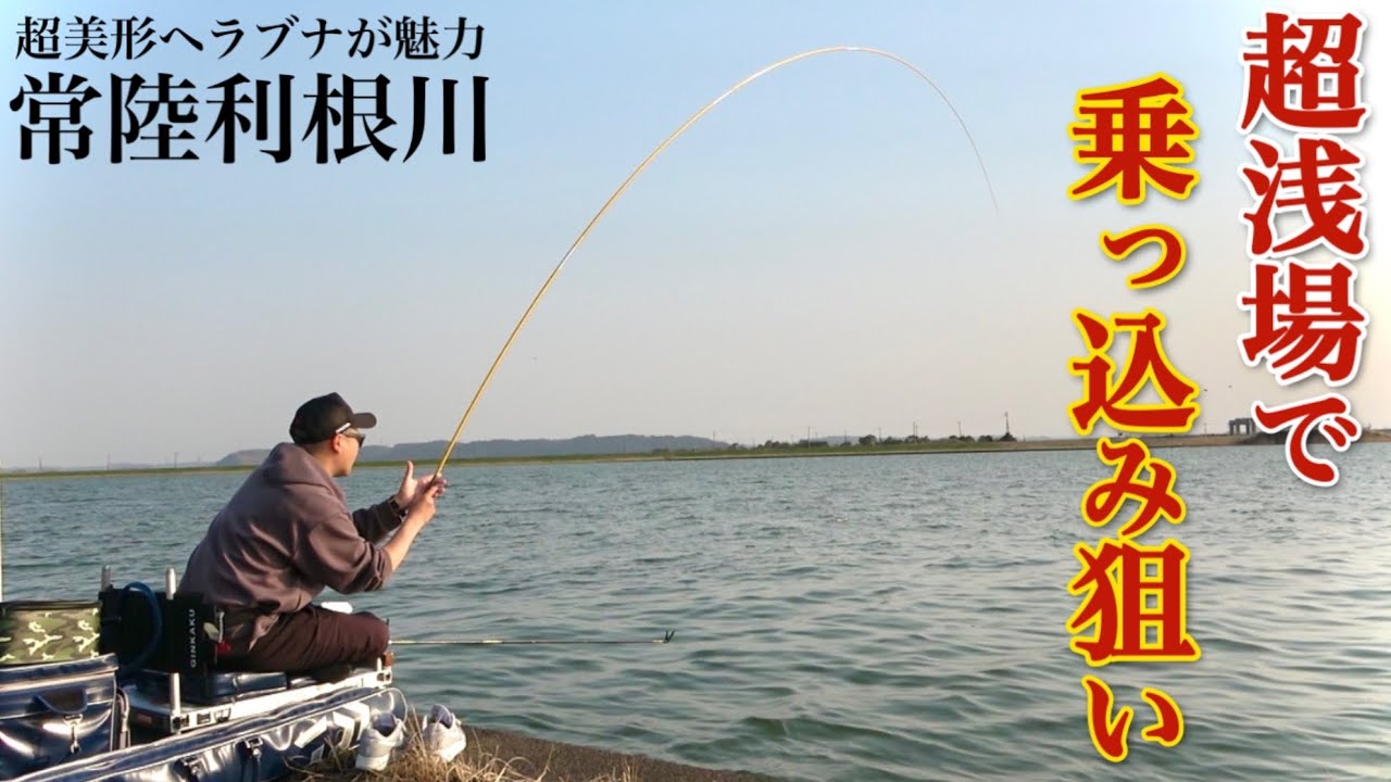 超浅場で春の乗っ込みヘラブナを底釣りで狙う！【常陸利根川】