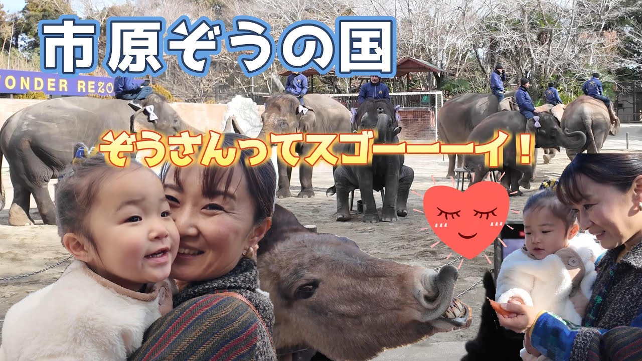 はな＆まりママ「市原ぞうの国 ぞうさんすごーーい！」