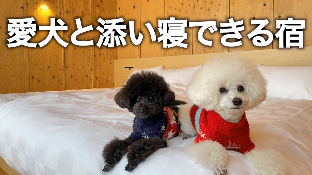【リピ確定】愛犬と一緒に寝れる宿が最高すぎた│Biwa DOG