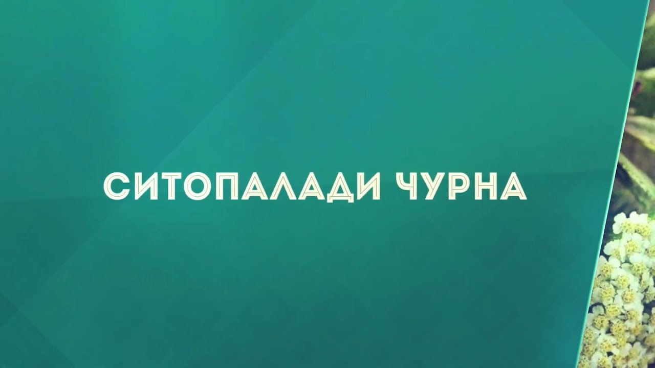 Ситопалади Чурна. Инструкция к применению.