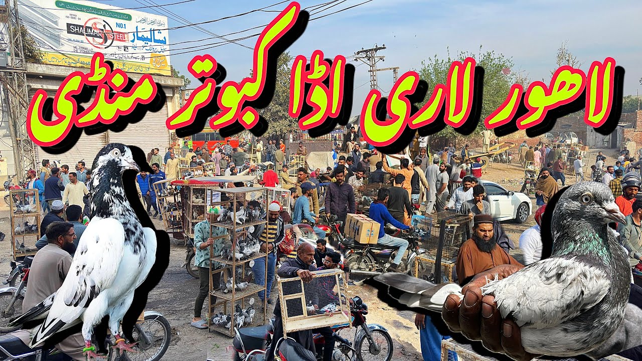 لاھور لاری اڈا کبوتر منڈی - Lahore Lari Adda Kabootar Mandi Latest Update